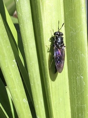 Hermetia illucens