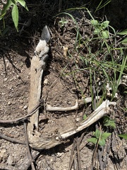 Odocoileus