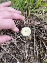 Leucocoprinus fragilissimus