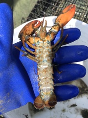 Homarus americanus