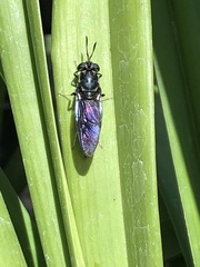 Hermetia illucens