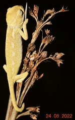 Chamaeleo chamaeleon chamaeleon