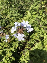 Plumbago auriculata