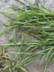 Digitaria ischaemum
