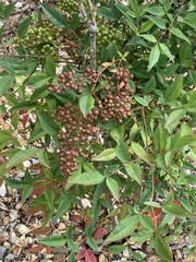 Nandina