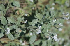 Heliotropium europaeum