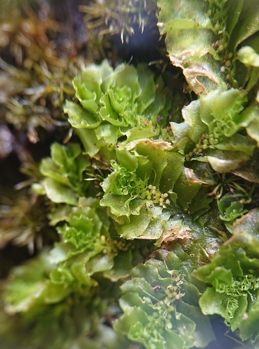 Fossombronia angulosa image