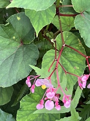 Begonia