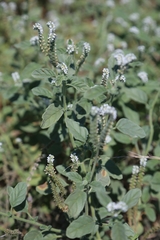 Heliotropium europaeum