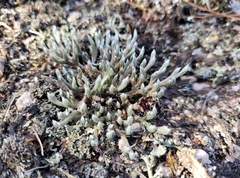 Selaginella rupestris
