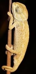 Chamaeleo chamaeleon chamaeleon