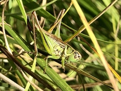 Roeseliana roeselii