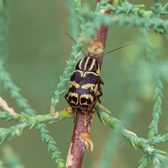 Cryptocephalus leucomelas