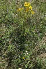 Senecioninae