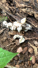 Ductifera pululahuana