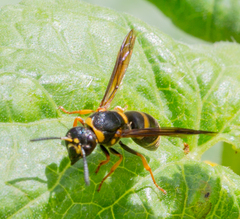 Euodynerus foraminatus