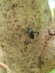 Acanthocephala terminalis