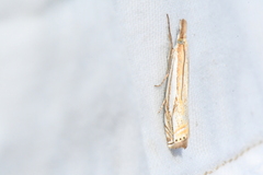 Crambus saltuellus