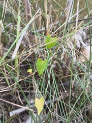 Fallopia convolvulus