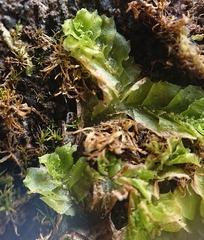 Fossombronia angulosa image