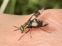Chrysops