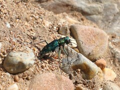 Cicindela oregona