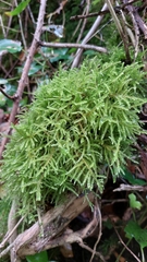 Kindbergia praelonga