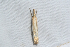 Crambus saltuellus