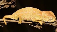 Chamaeleo chamaeleon chamaeleon