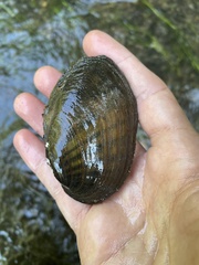 Ortmanniana ligamentina