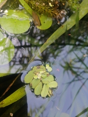 Salvinia natans