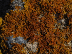 Xanthoria aureola