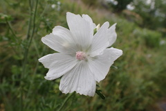 Malva moschata