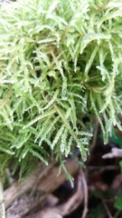 Kindbergia praelonga