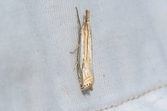 Crambus saltuellus