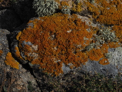 Xanthoria aureola
