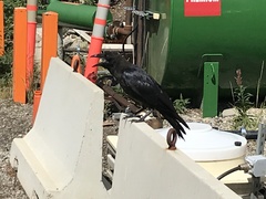 Corvus corax