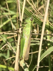 Mecostethus parapleurus