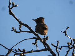 Pseudoseisura lophotes