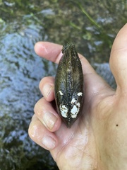 Ortmanniana ligamentina