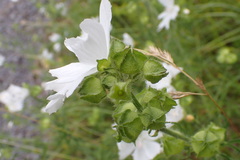 Malva moschata