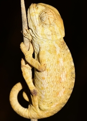 Chamaeleo chamaeleon chamaeleon