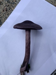 Cortinarius violaceus