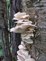 Pleurotus