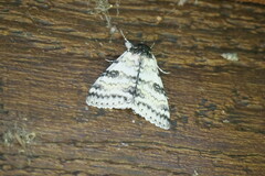 Catocala relicta
