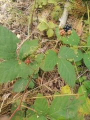 Rubus hirtus