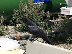 Corvus corax