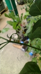 Solanum americanum