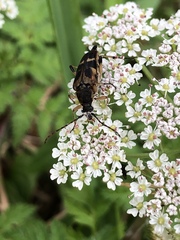 Etorofus obliteratus