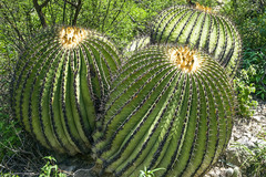 Echinocactus platyacanthus